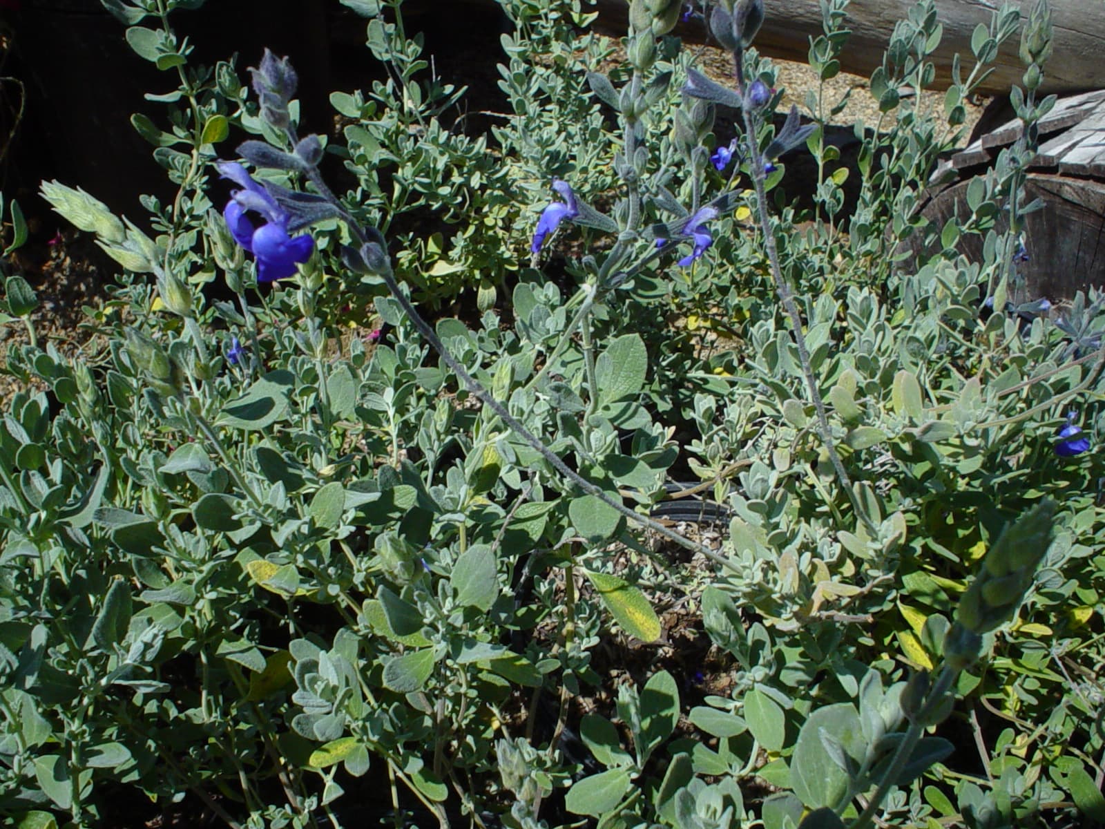 Blue Germander Sage