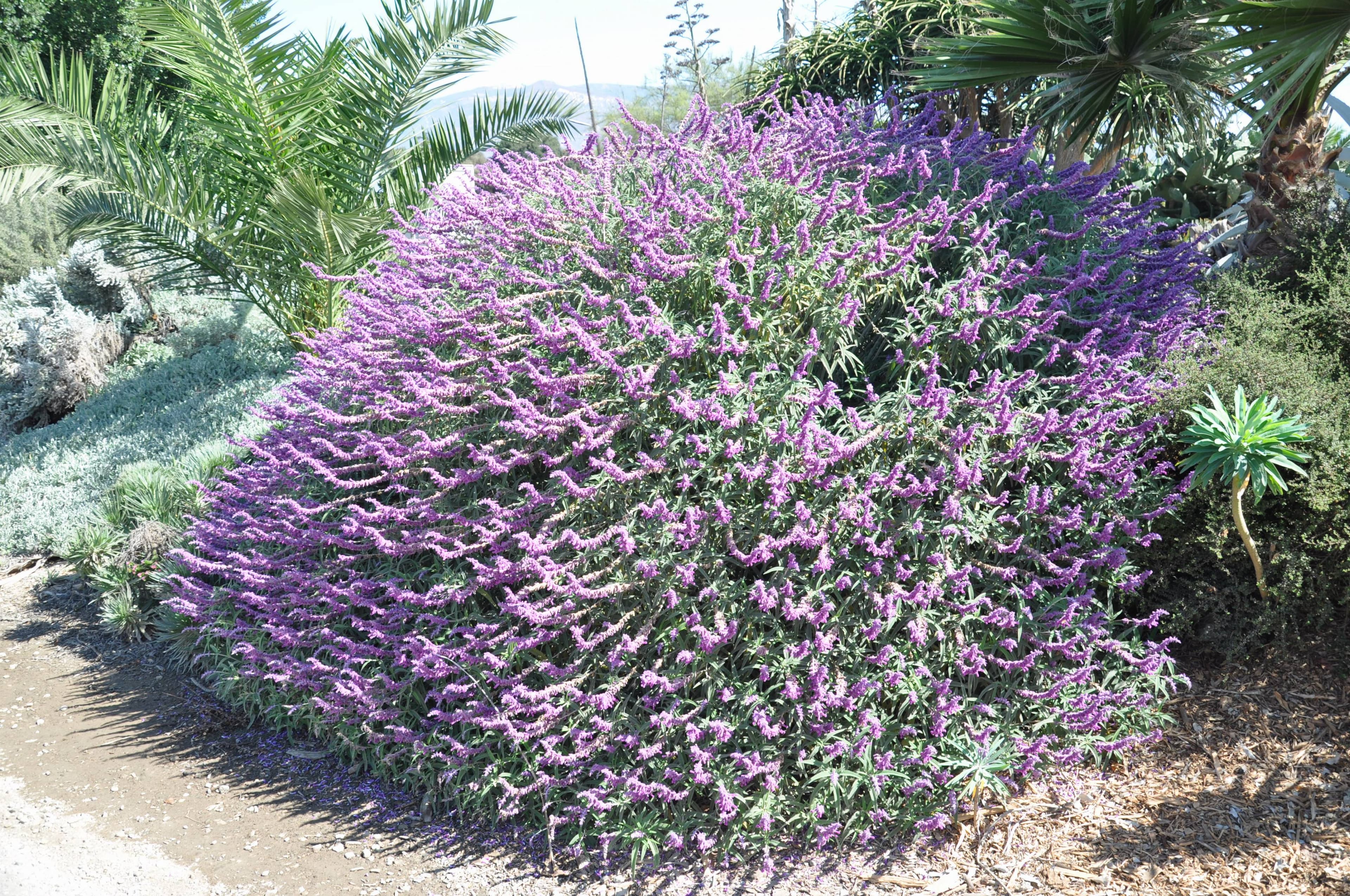 Mexican Bush Sage