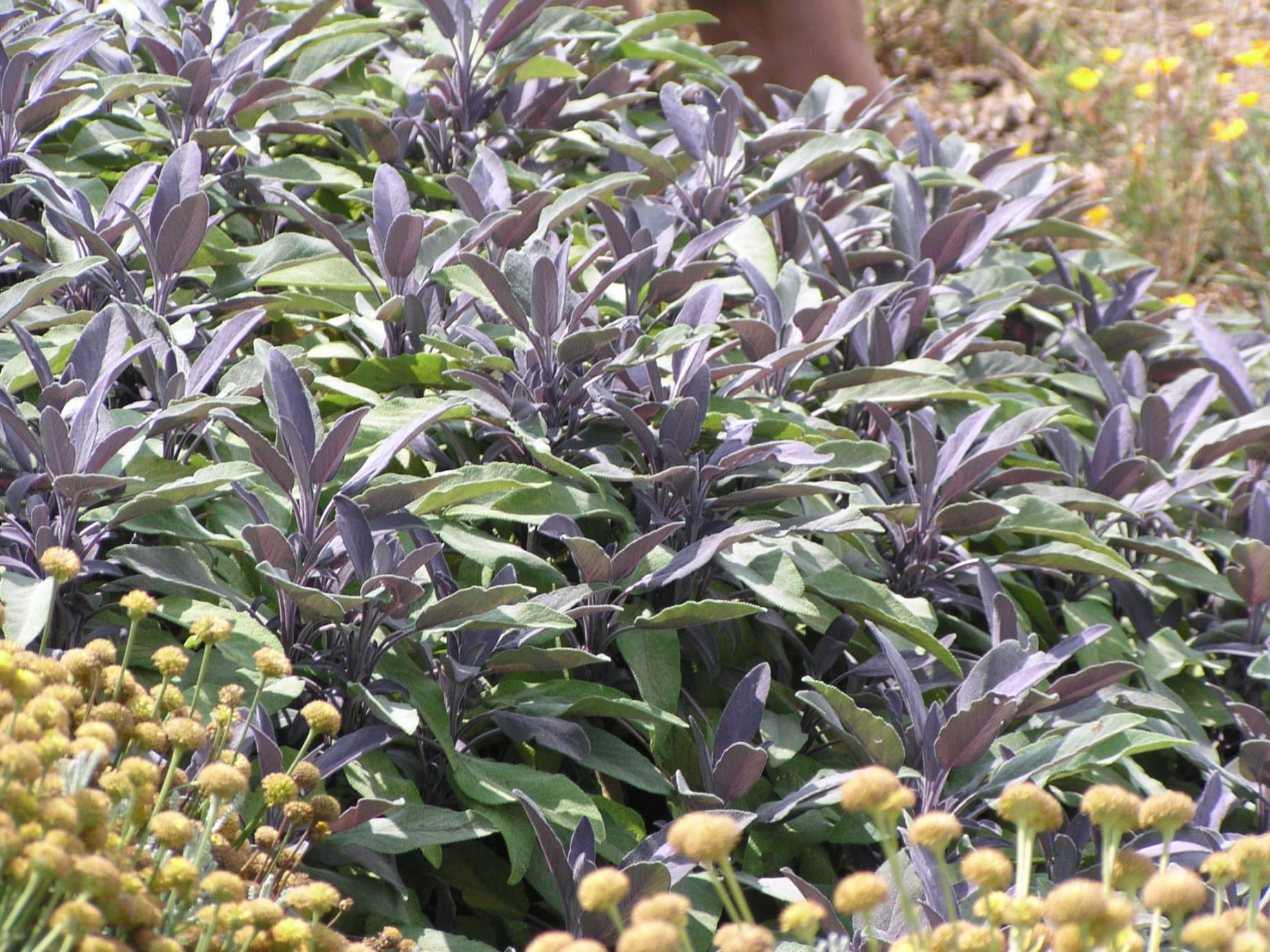 Purple Sage