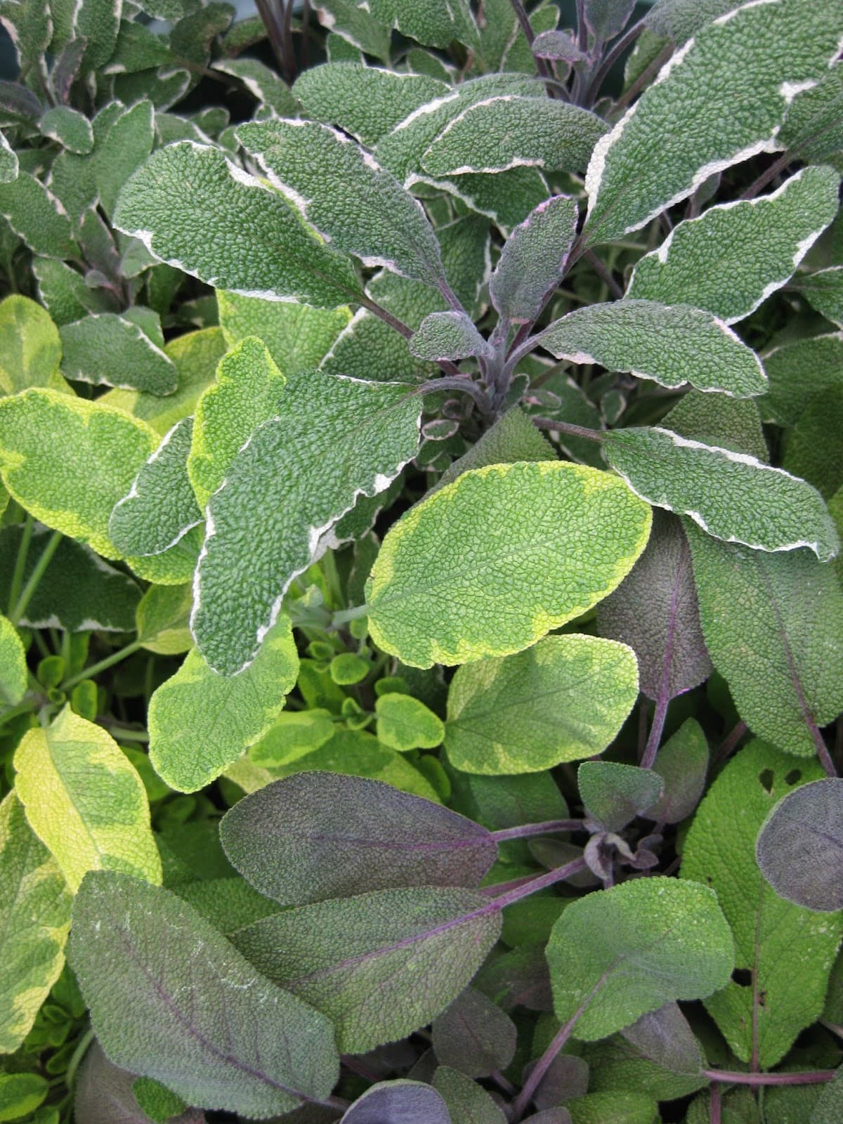 Tricolor Sage
