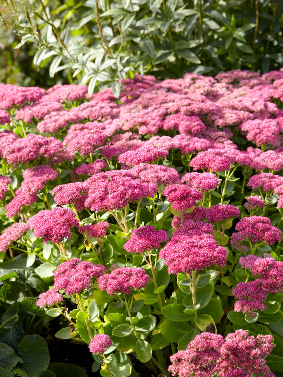 Autumn Joy Stonecrop
