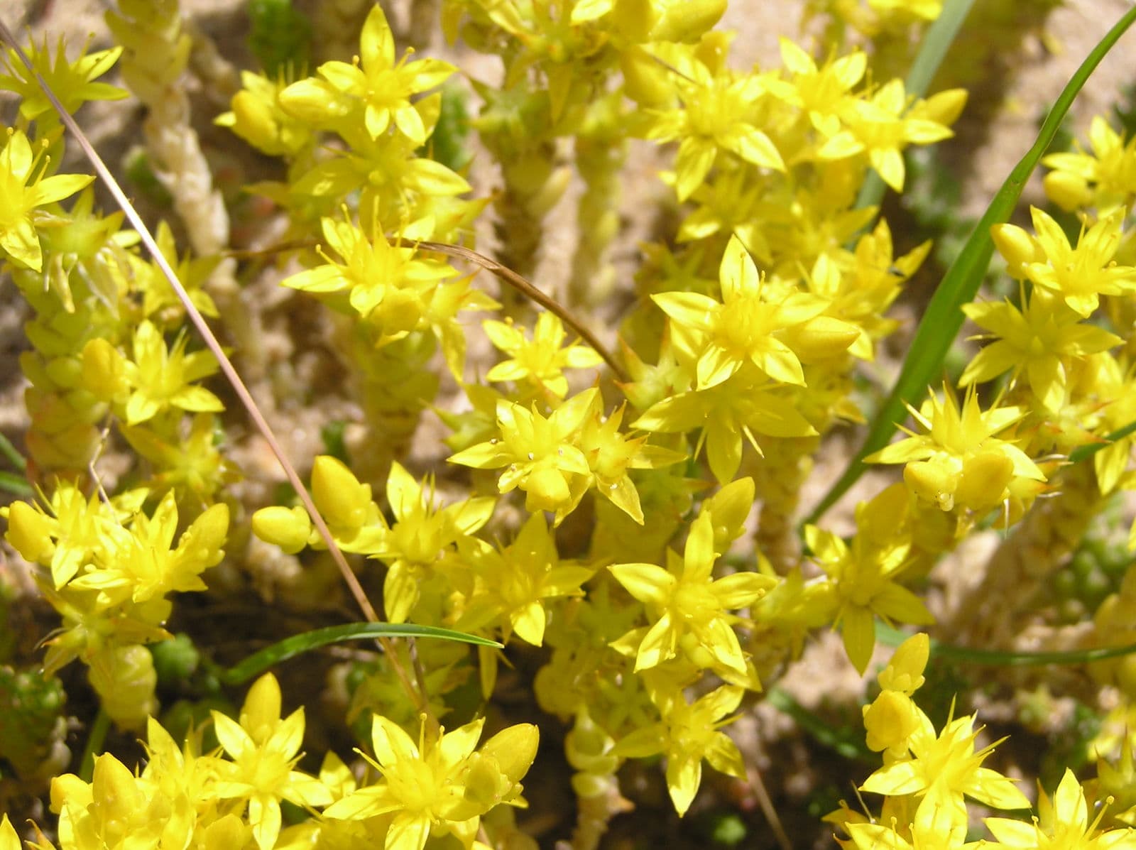 Six-sided Stonecrop