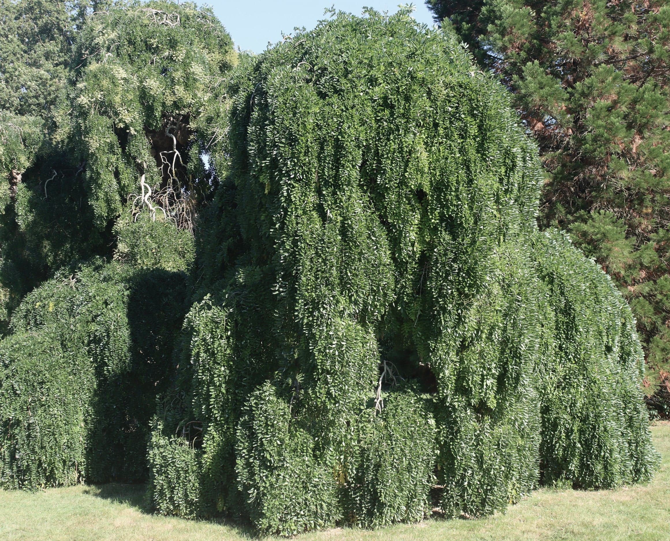 Japanese Pagoda Tree