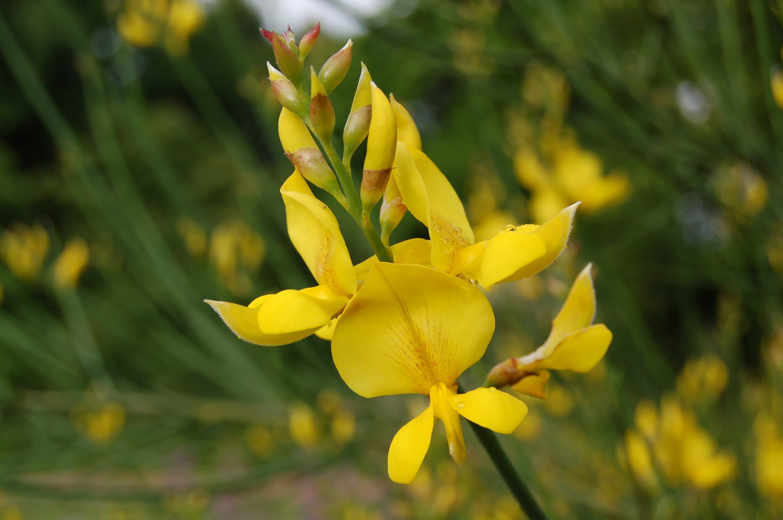 Spanish Broom