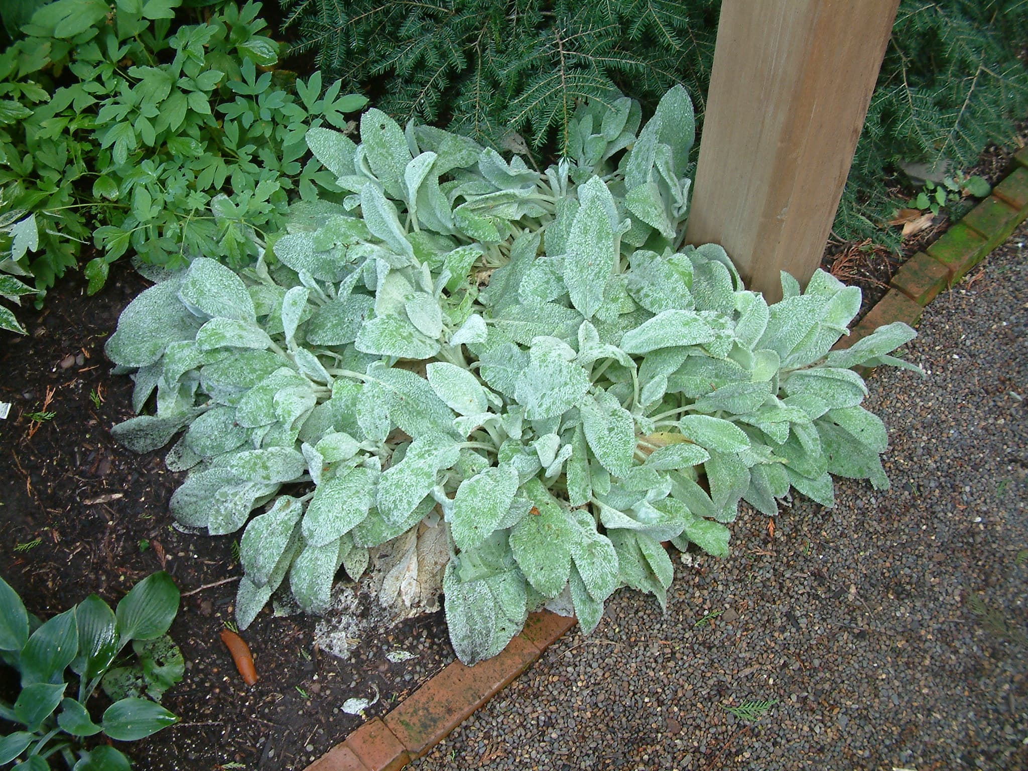 Silver Carpet Lamb's Ear
