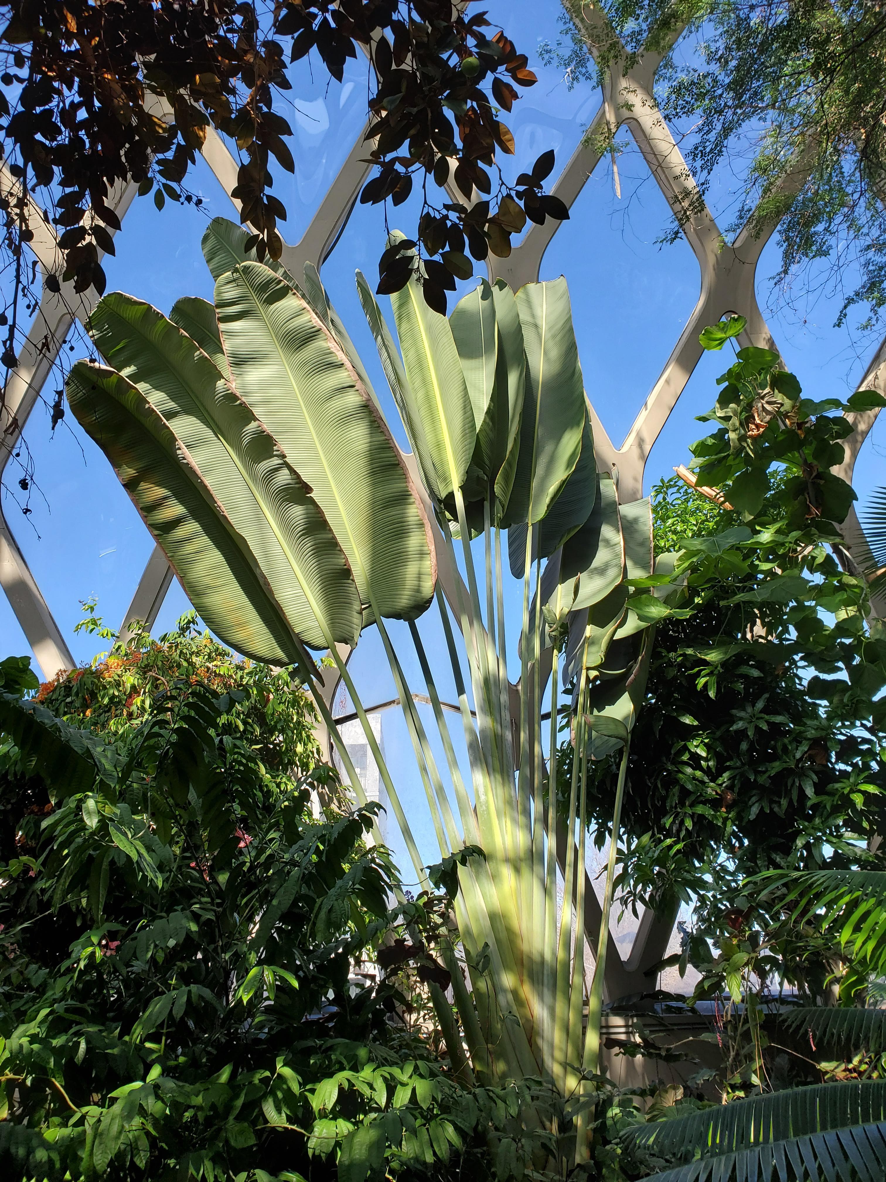 Giant Bird of Paradise