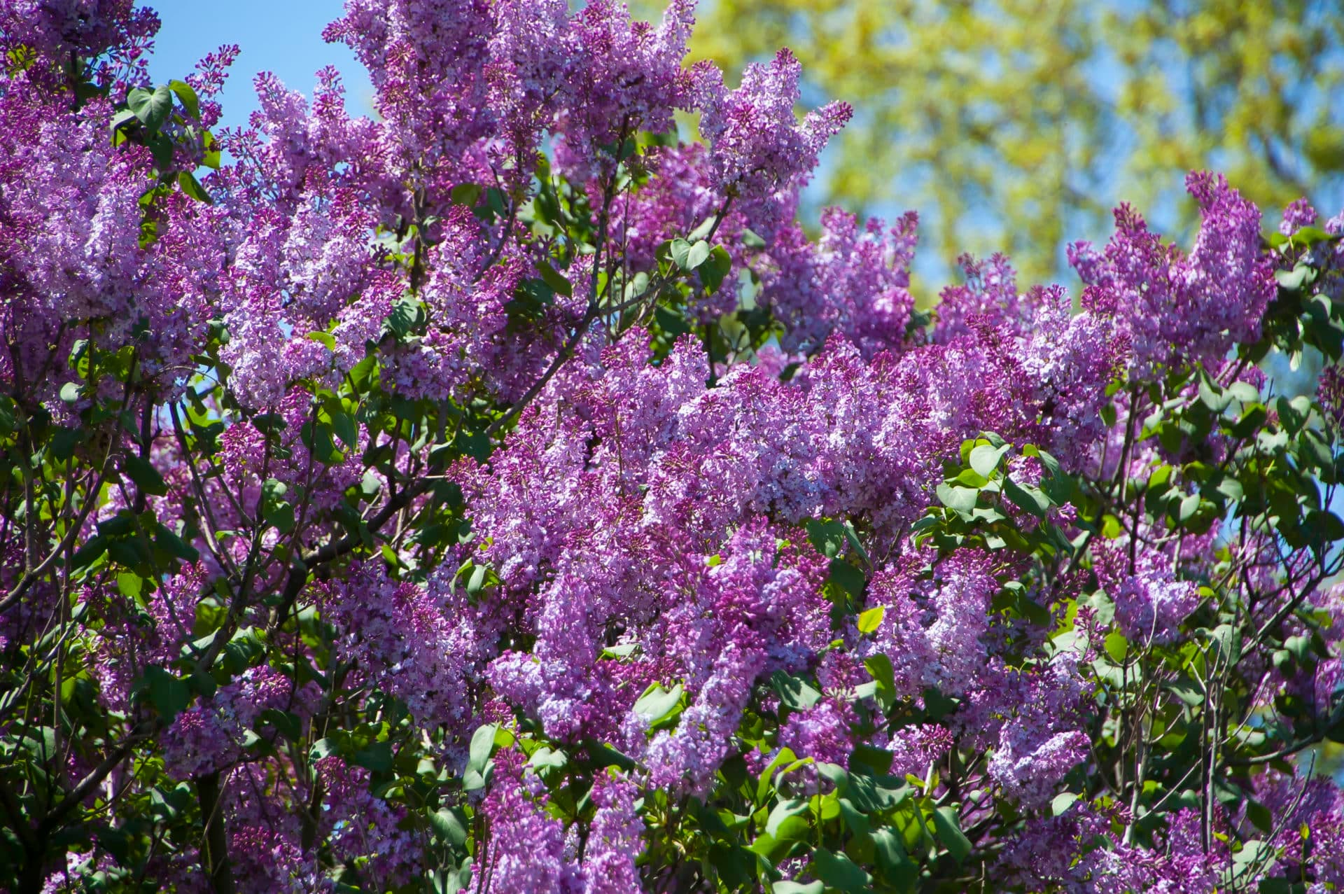 Common Lilac