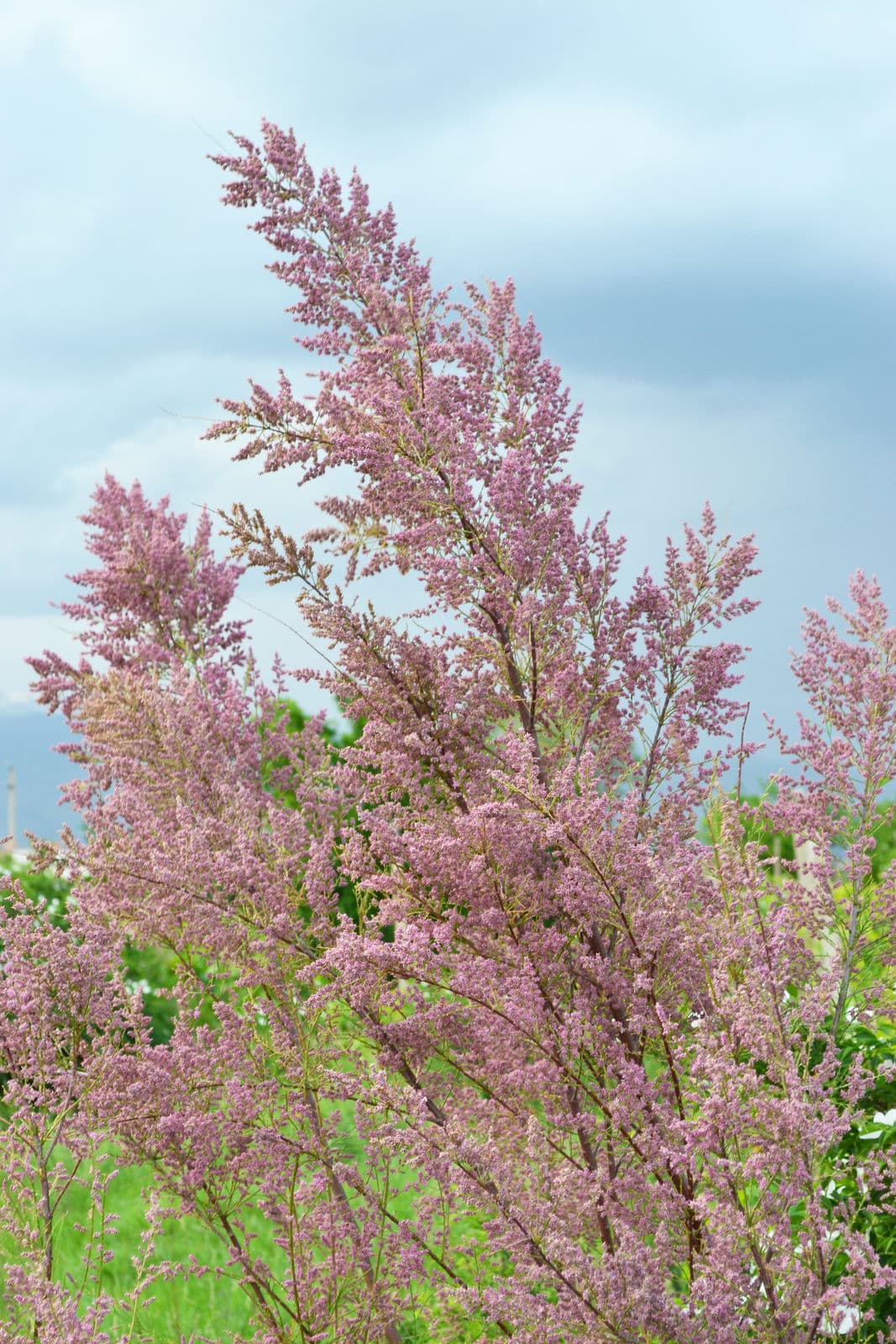 Tamarisk