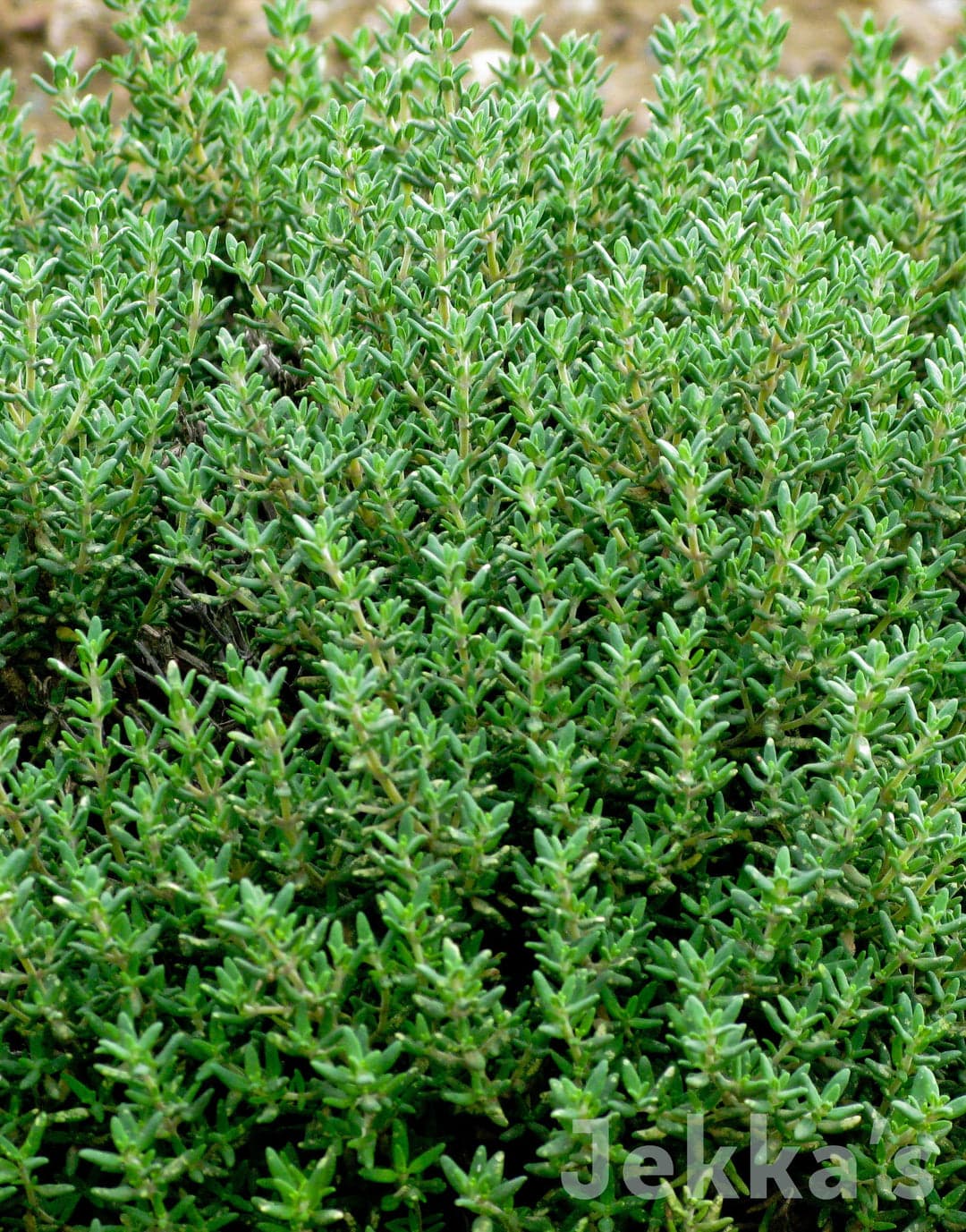 Common Thyme