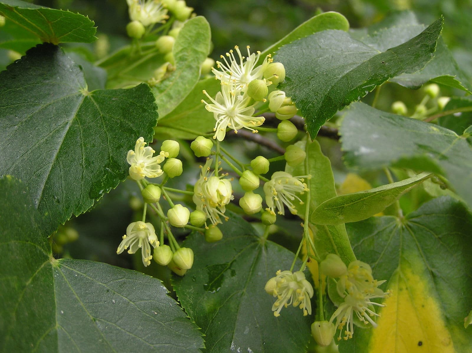 Small-leaved Lime