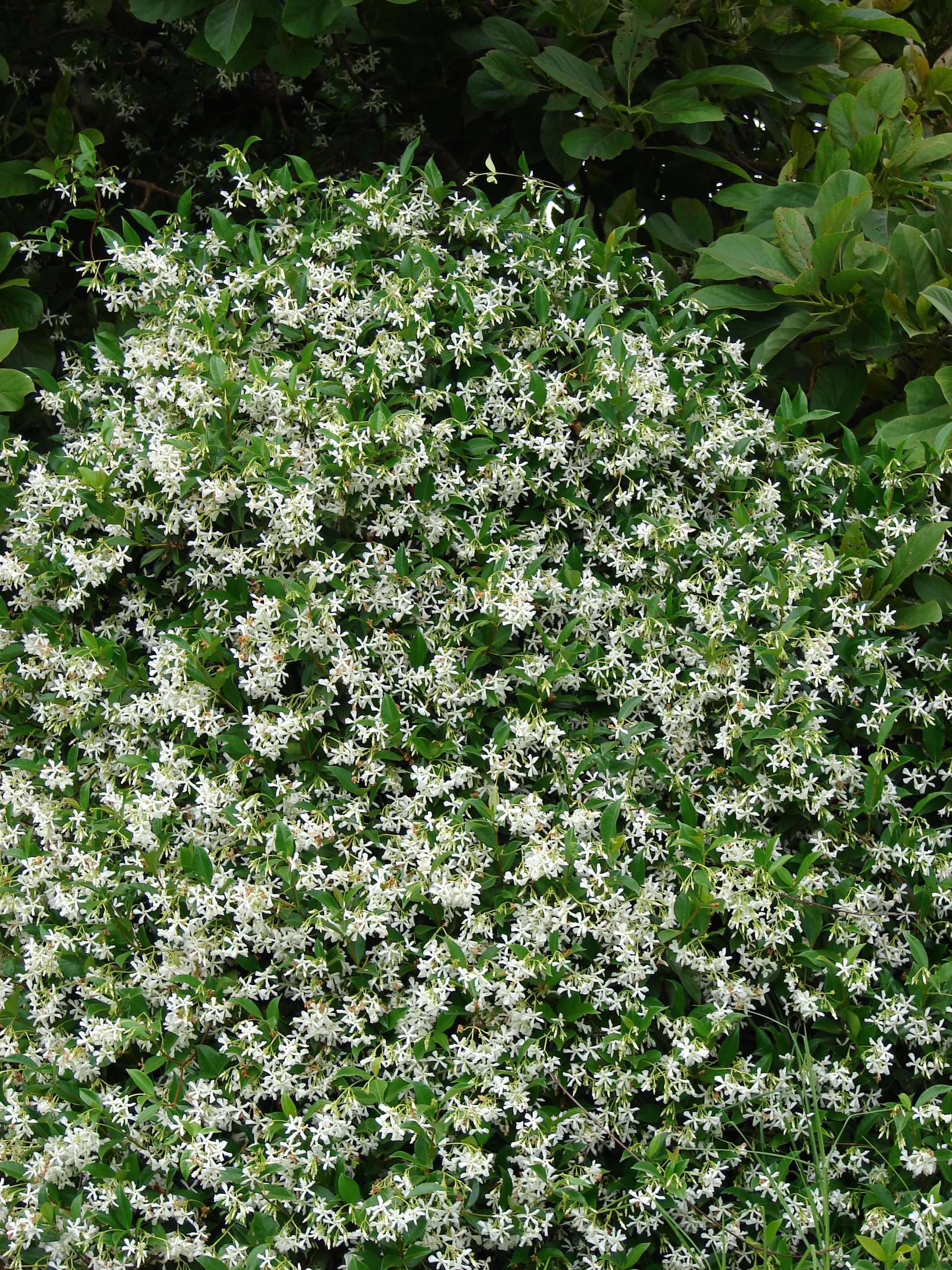 Star Jasmine