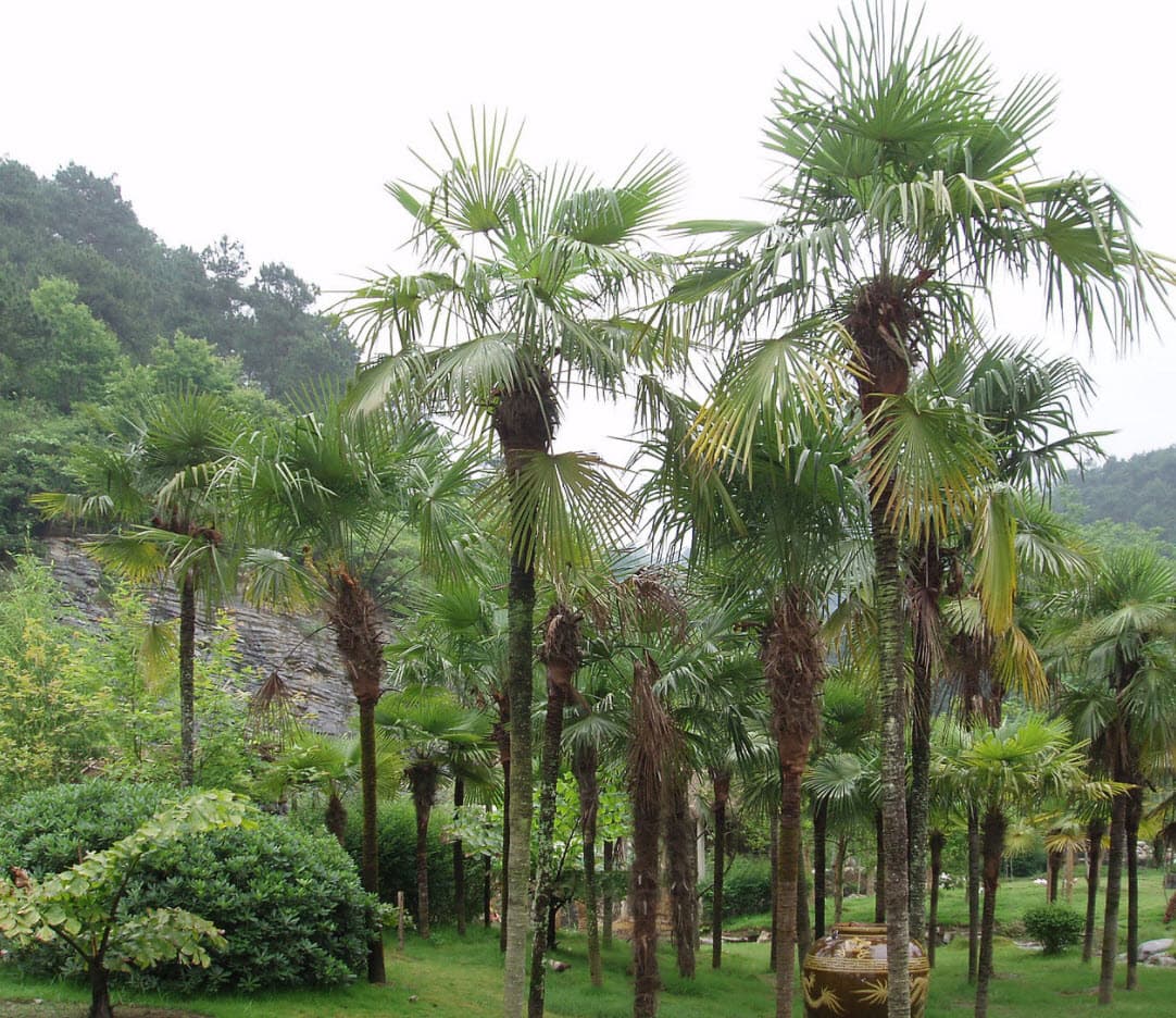 Chinese Windmill Palm