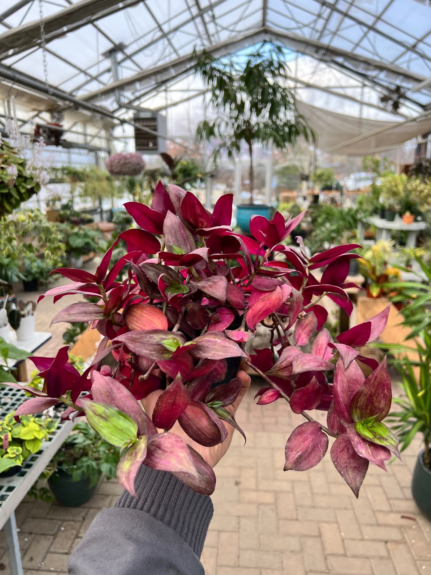 Wandering Jew