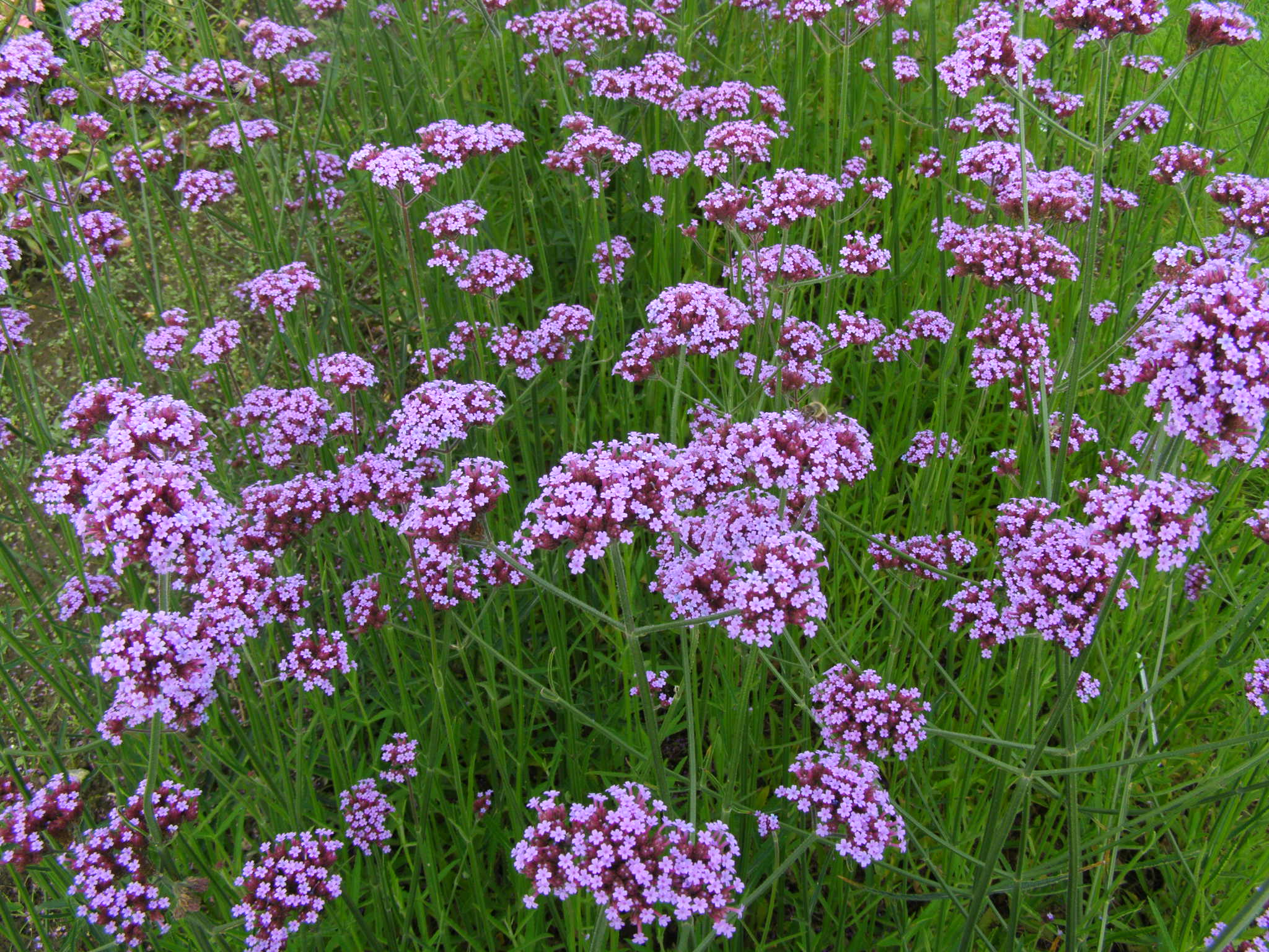 Tall Verbena