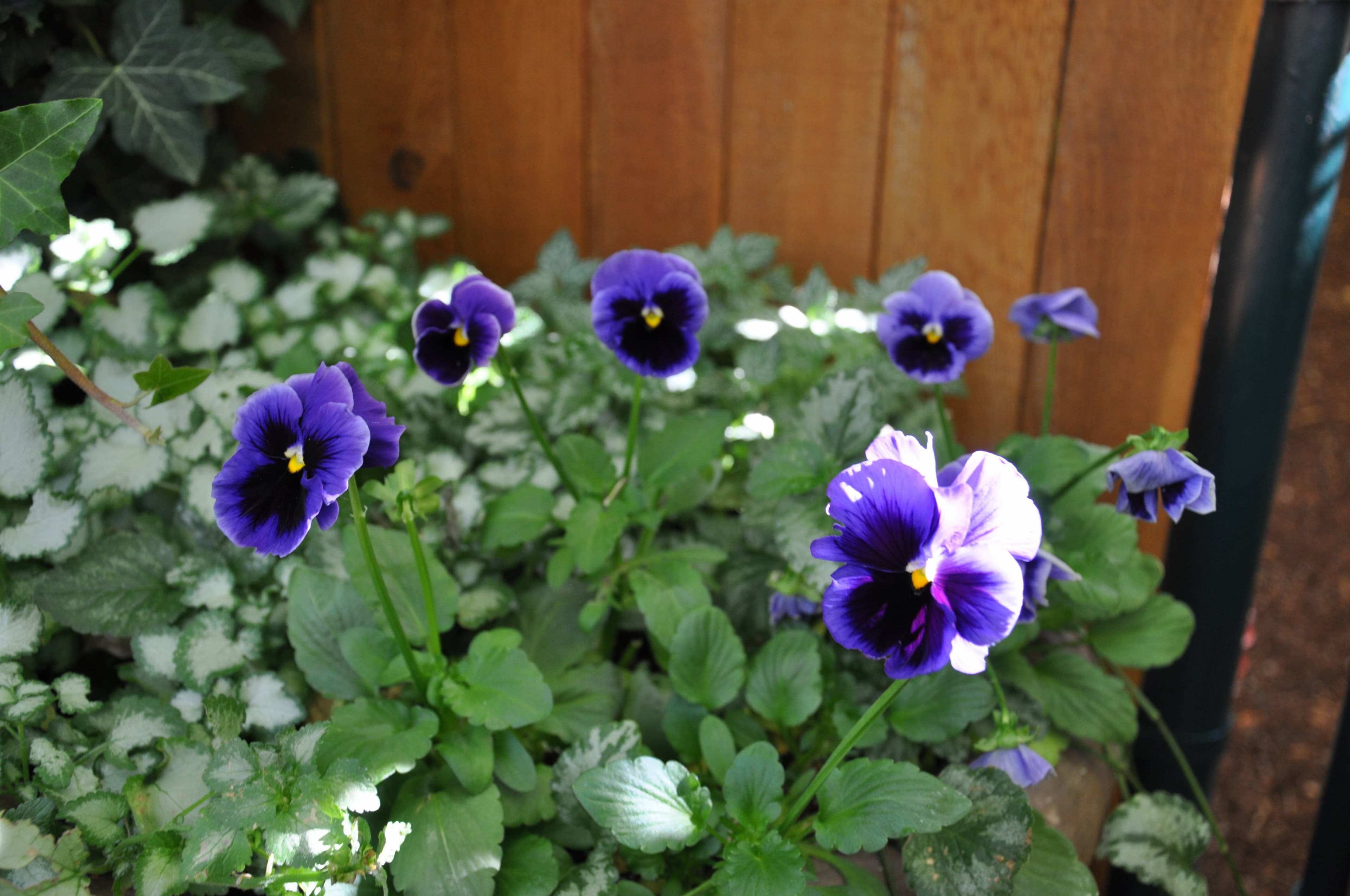 Garden Pansy