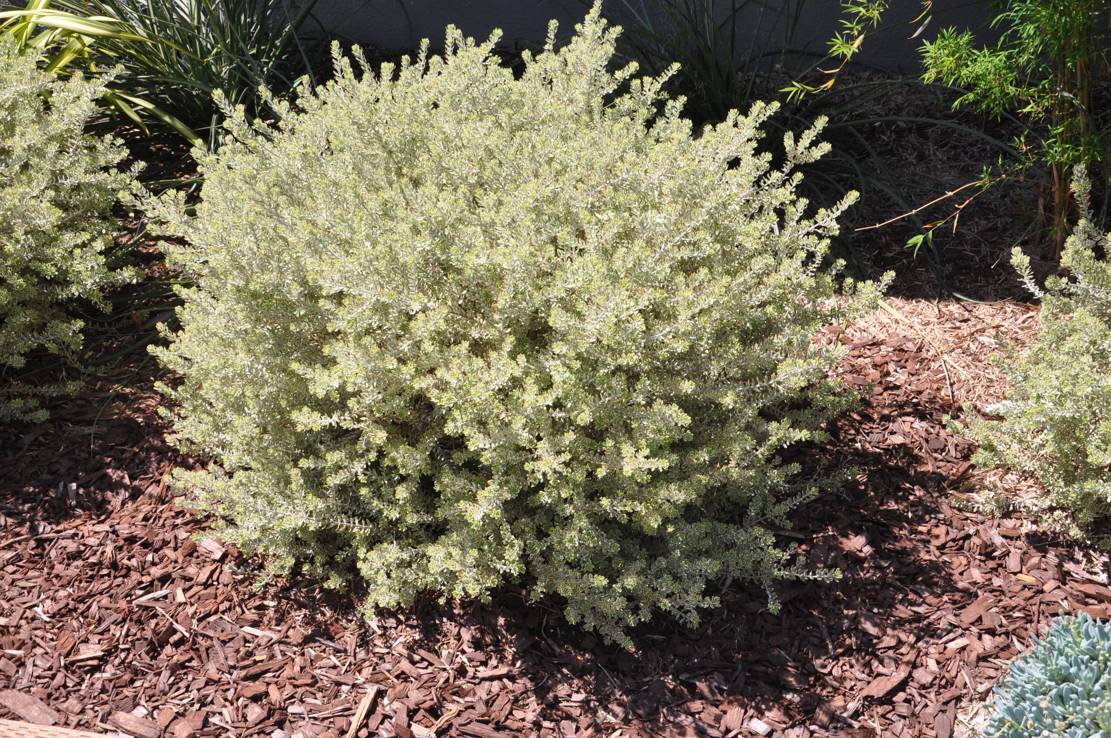 White Coastal Rosemary