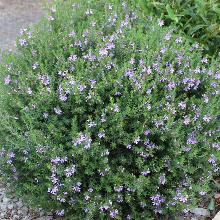 Coastal Rosemary
