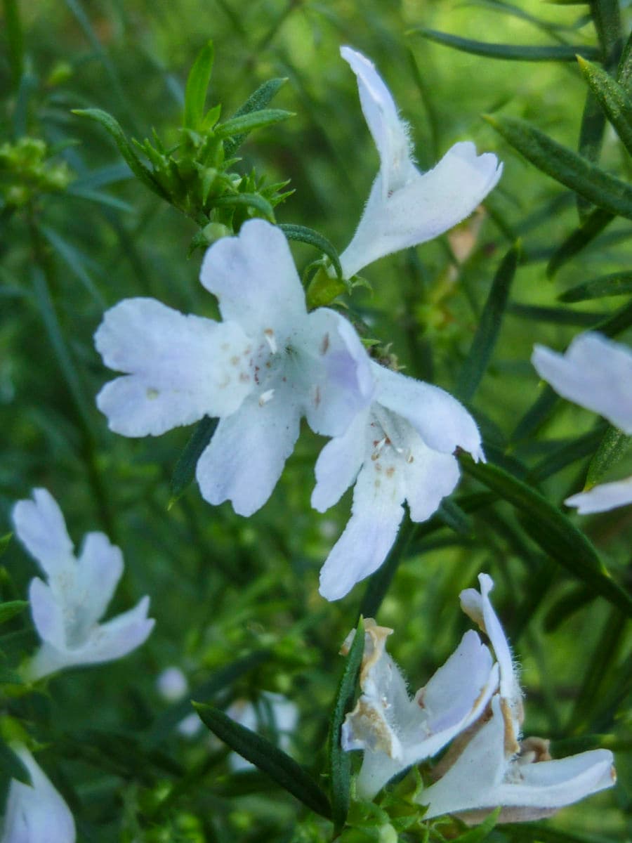 Blue Long-Leaf Westringia