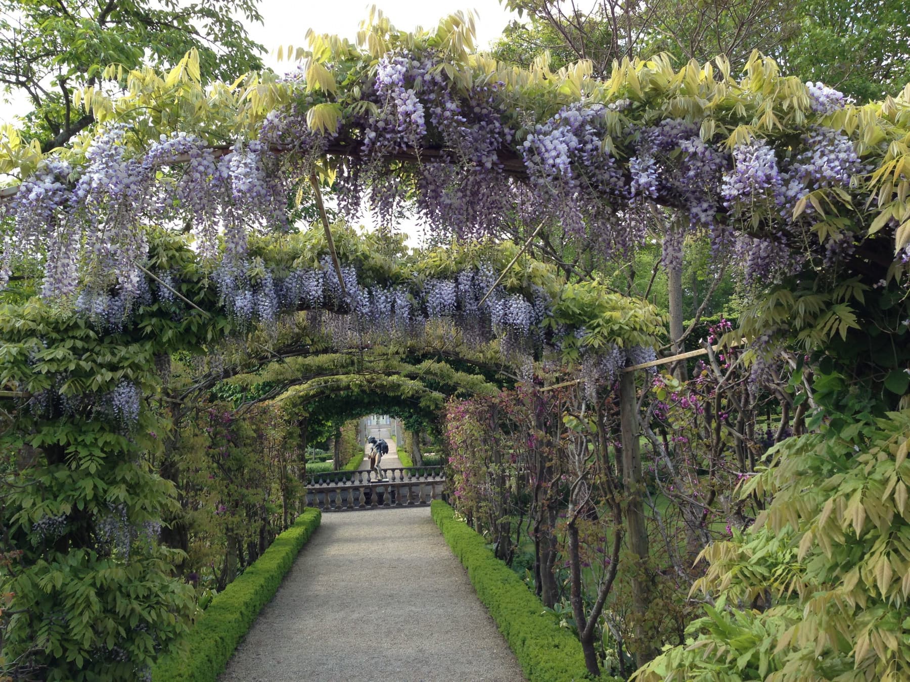 Chinese Wisteria
