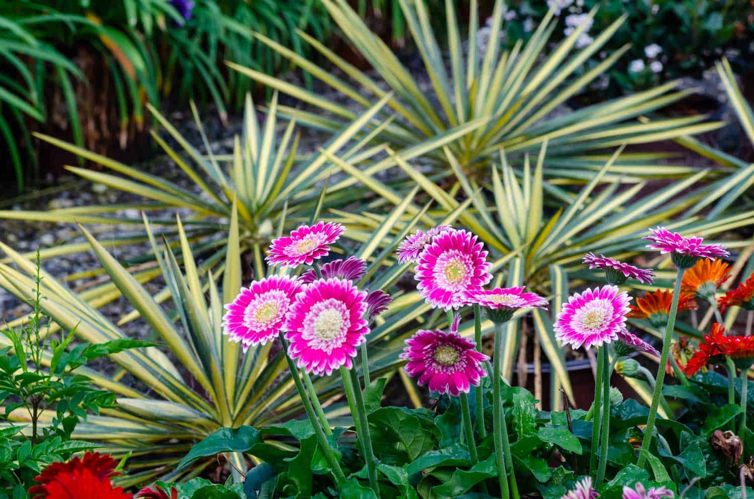 Color Guard Adam's Needle