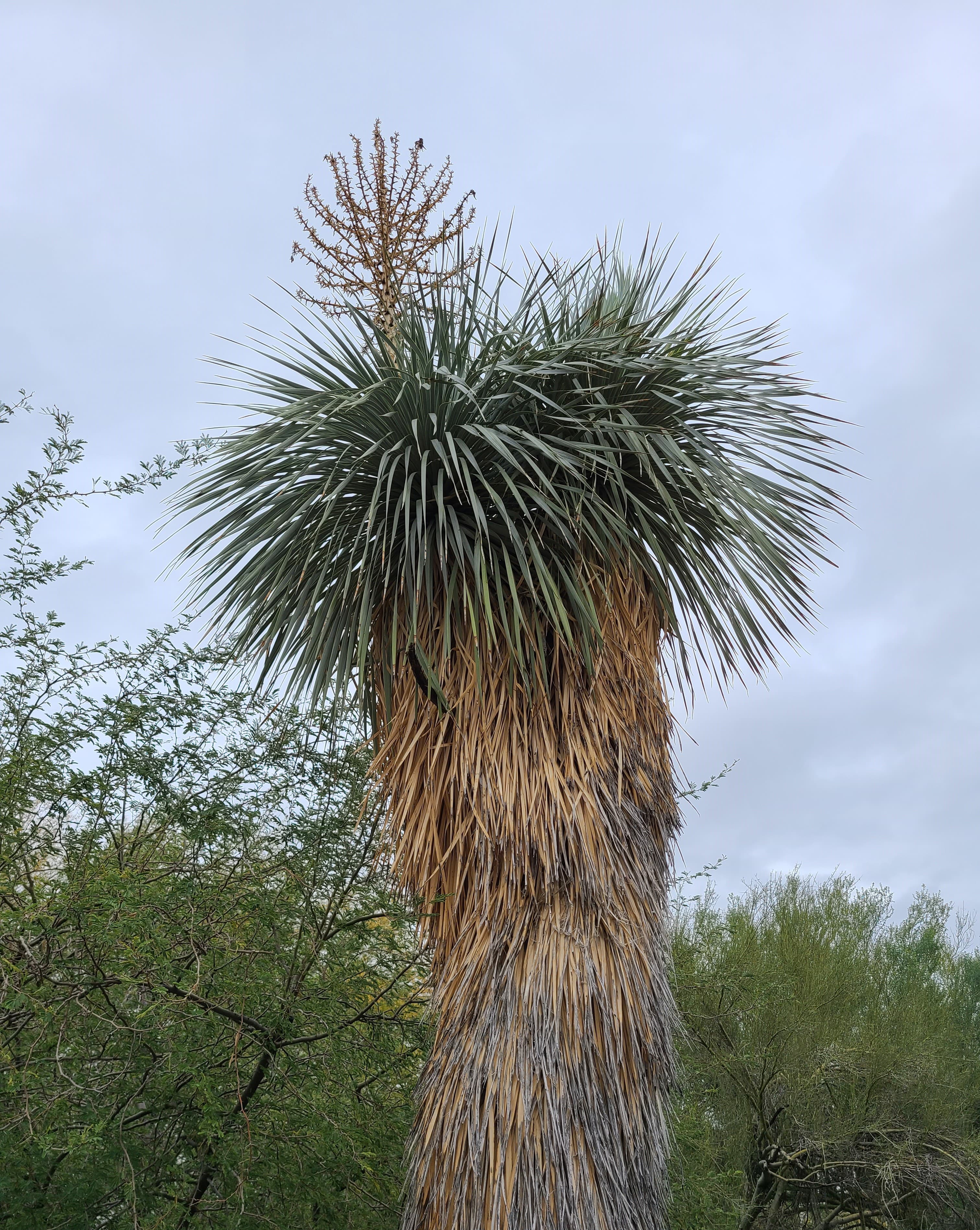 Beaked Yucca