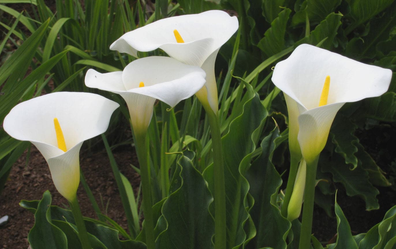 Calla Lily