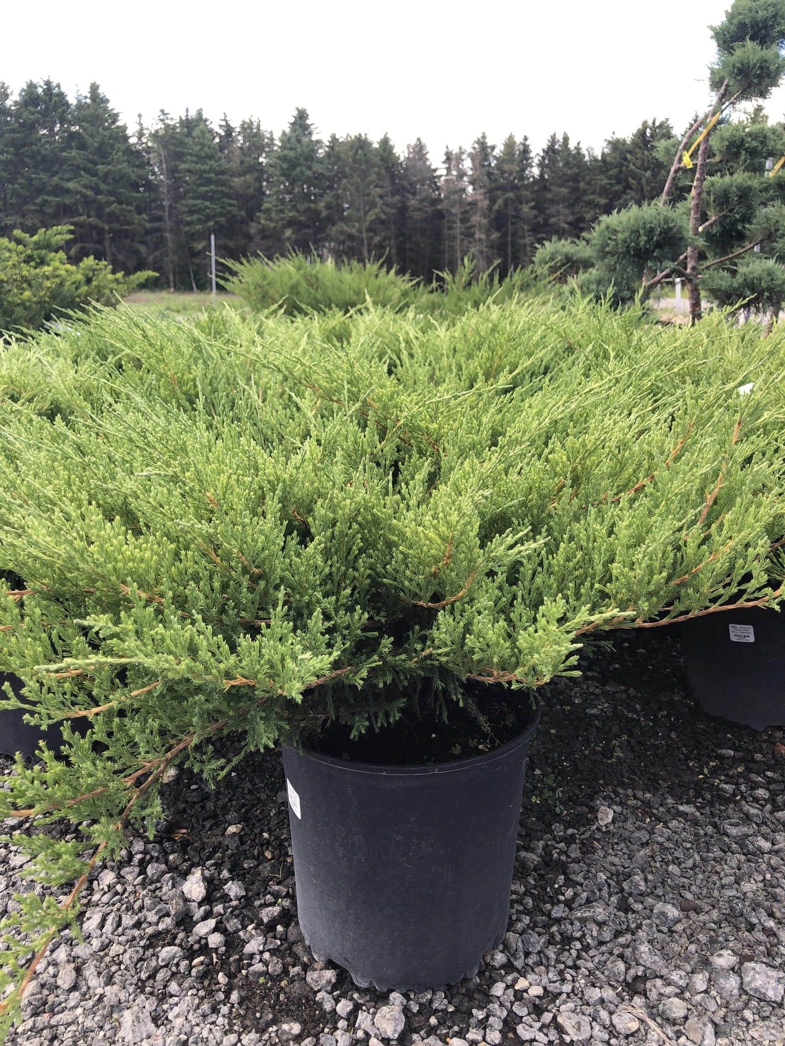 Compact Andorra Juniper