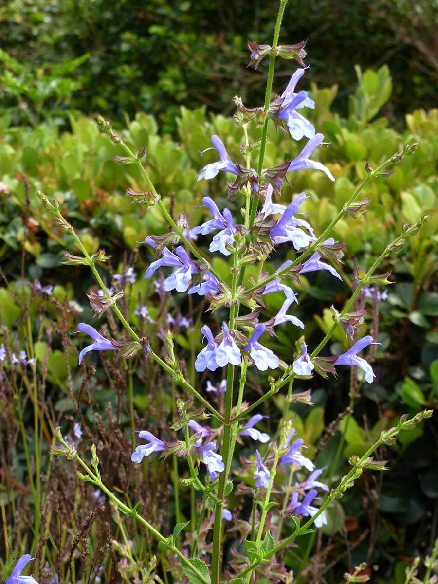 African Sky Sage